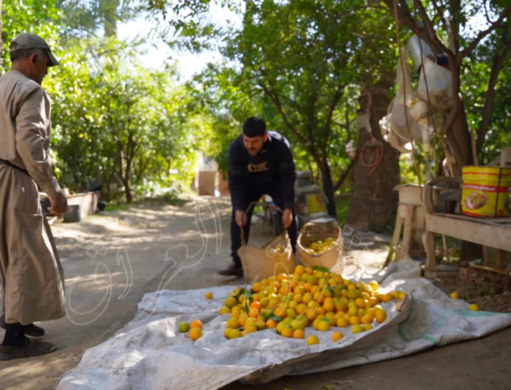 آفة زراعية تهدد الهوية الأقتصادية في ديالى… هل يمكنك تخيل ديالى بلا برتقال؟