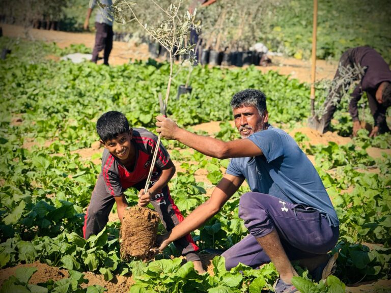 العربية لحماية الطبيعة تبدأ المرحلة الثانية من مشروع “إحياء مزارع غزة” بزراعة 30 ألف شجرة زيتون