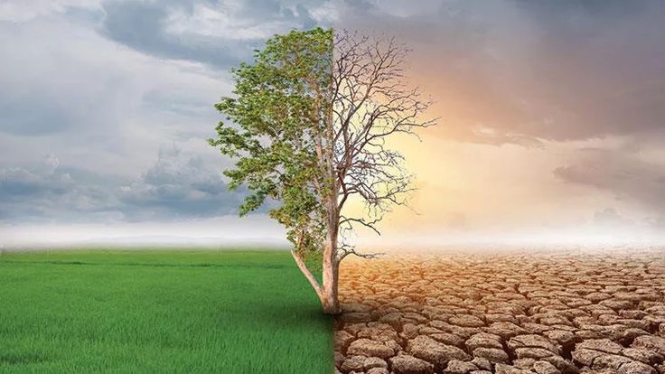 نباتات مهددة بالانقراض بسبب تغيُّر المناخ
